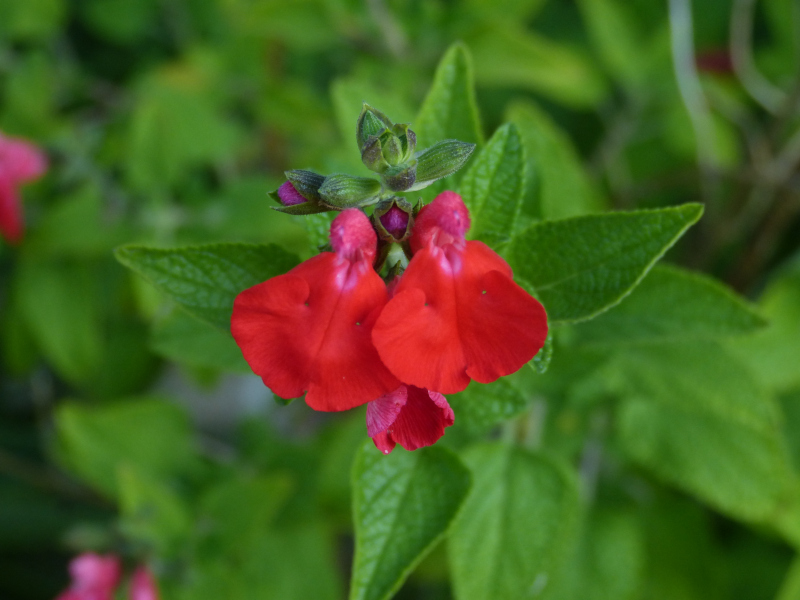 Salvia greggii seedlimg.JPG