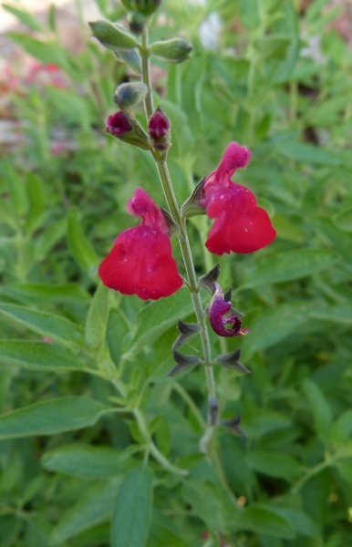 Salvia greggii seedling 1.JPG