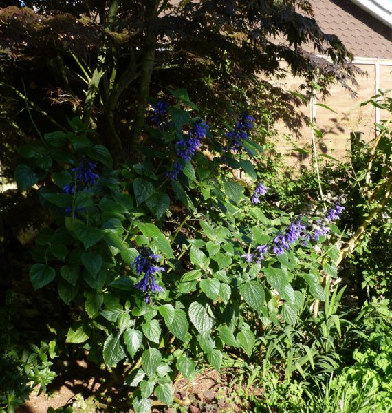 Salvia guaranatica Black and Blue 2.JPG