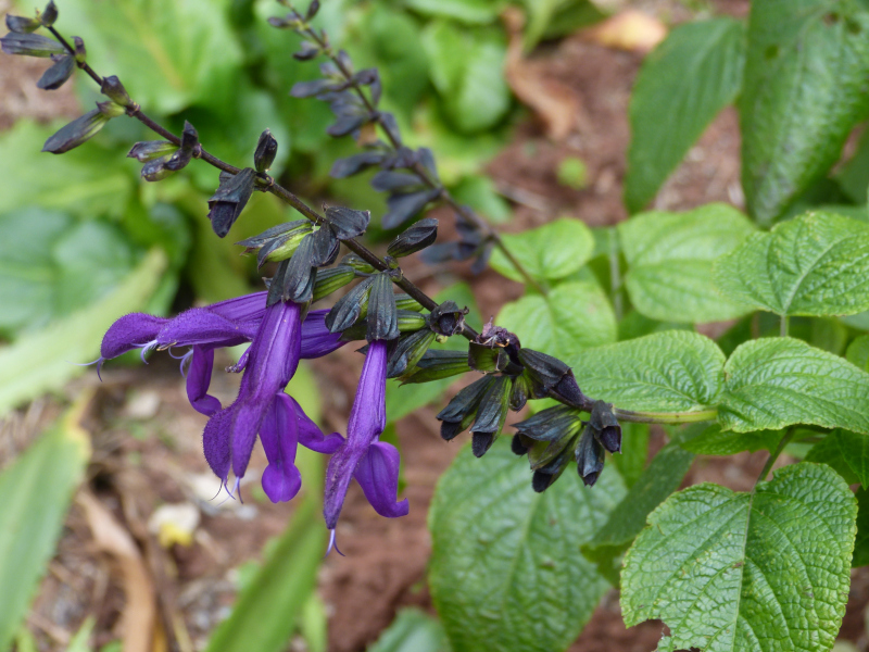Salvia guaranatica Purple Emperor 2.JPG