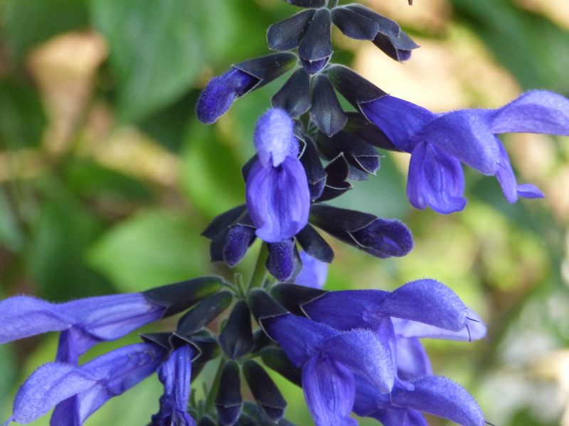 Salvia guaranitica 3.JPG