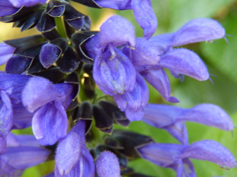 Salvia guaranitica B&B macro.JPG