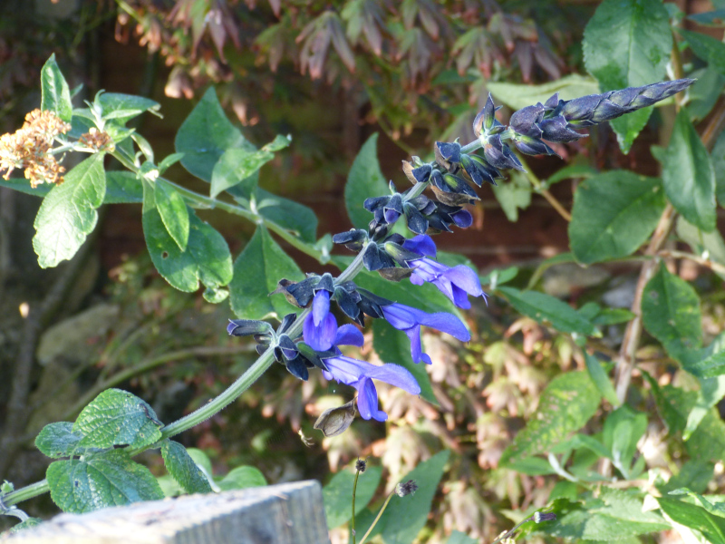 Salvia guaranitica Black and Blue 2.JPG