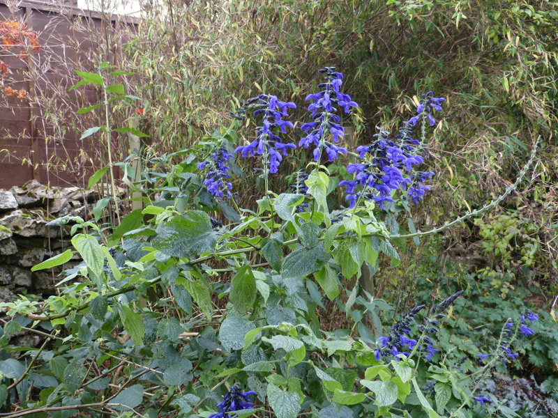 Salvia guaranitica Black and Blue 2017 1.JPG