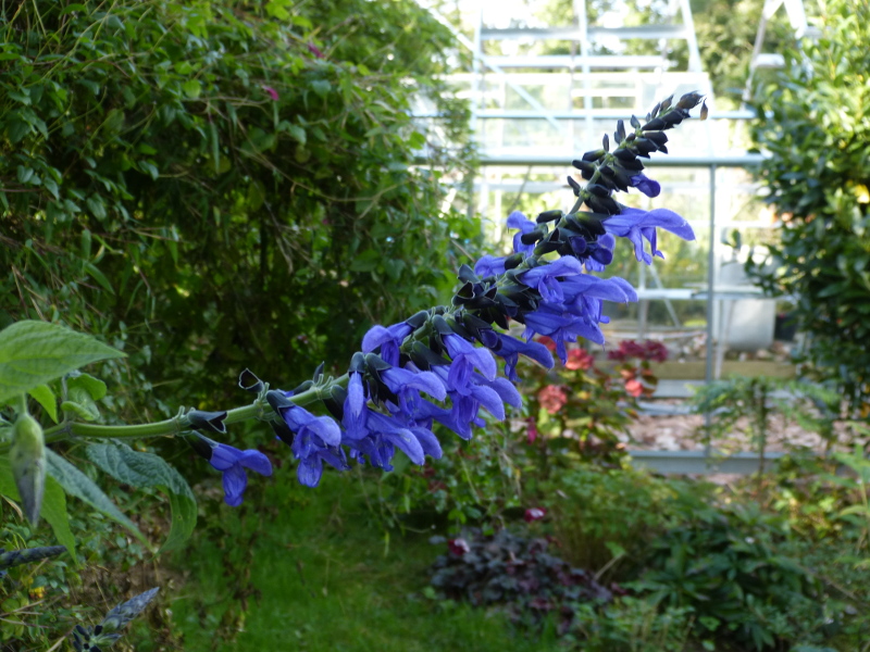 Salvia guaranitica Black and Blue 2017 a.JPG