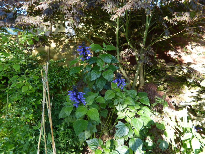 Salvia guaranitica Black and Blue 2017.JPG