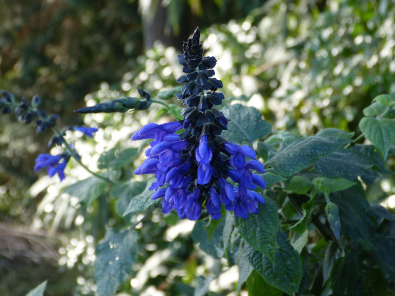 Salvia guaranitica Black and Blue 3.JPG