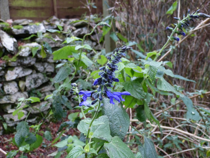 Salvia guaranitica Black and Blue.JPG