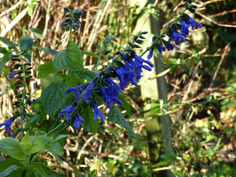 Salvia guaranitica Black and Blue.JPG