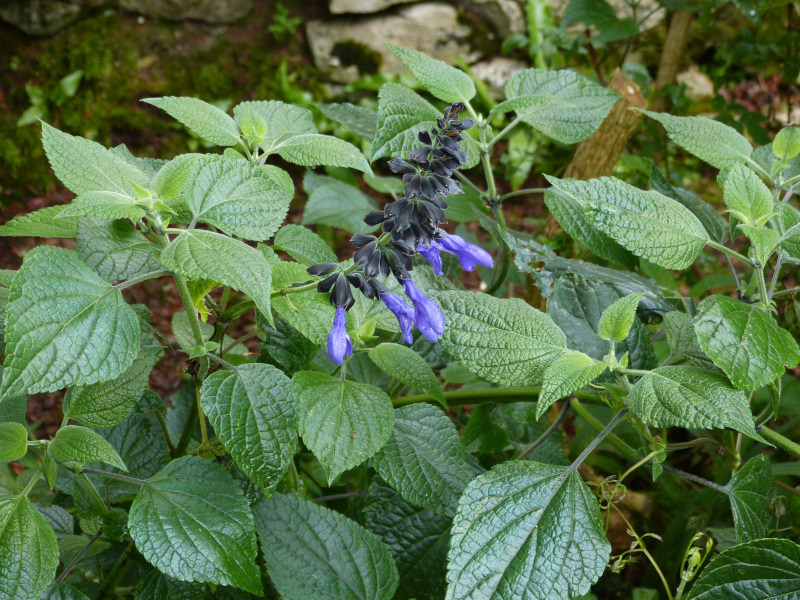 Salvia guaranitica Black and Blue.JPG