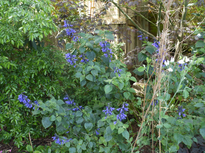 Salvia guaranitica Black and Blue2.JPG