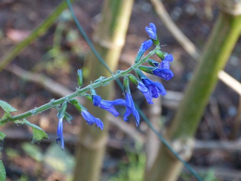 Salvia guaranitica.JPG