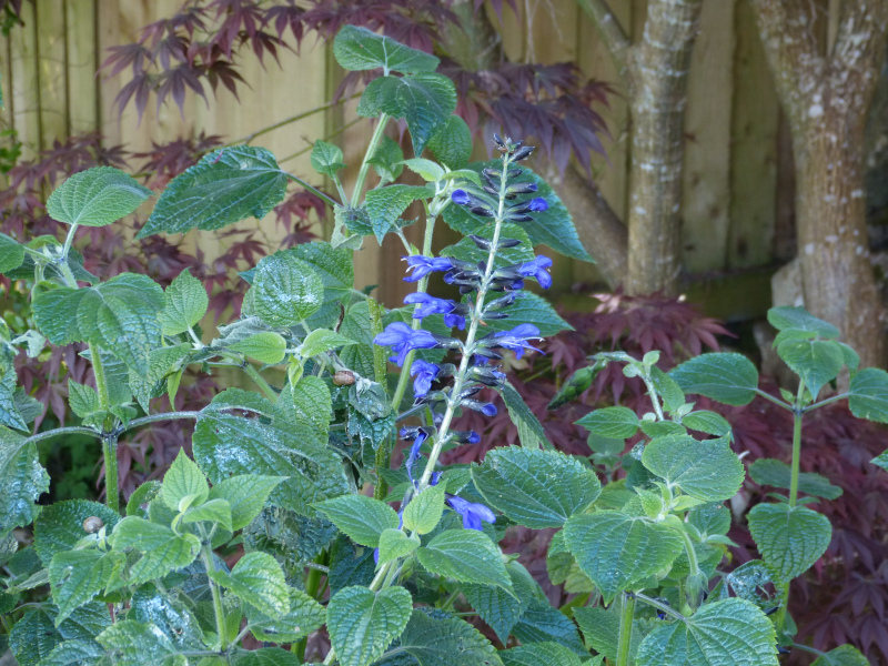 Salvia guaranitica.JPG