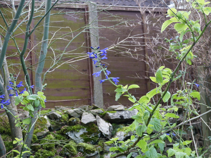 Salvia guaranitica.JPG