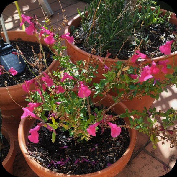 Salvia ink 10Oct 25.jpg