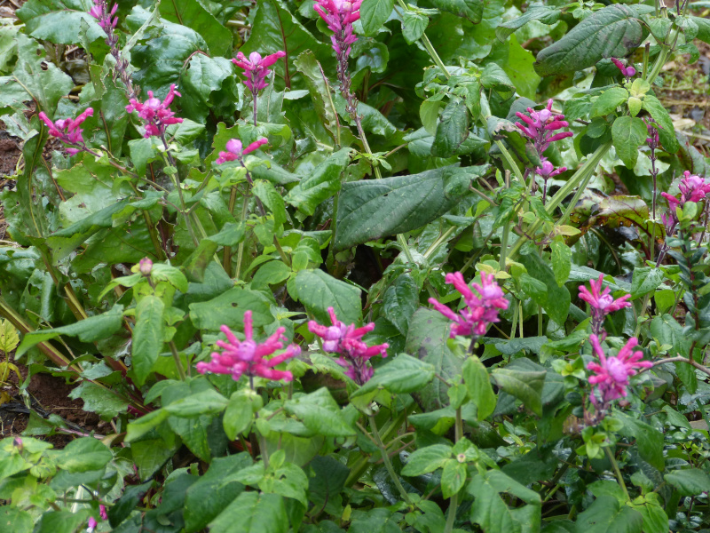 Salvia involucrata 2.JPG