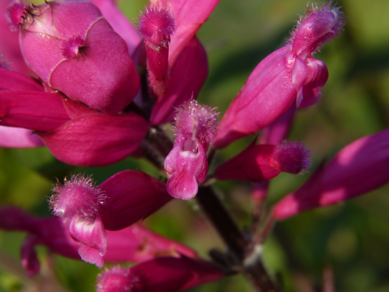 Salvia involucrata 2.JPG