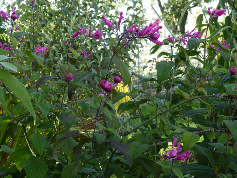 Salvia involucrata 2017.JPG