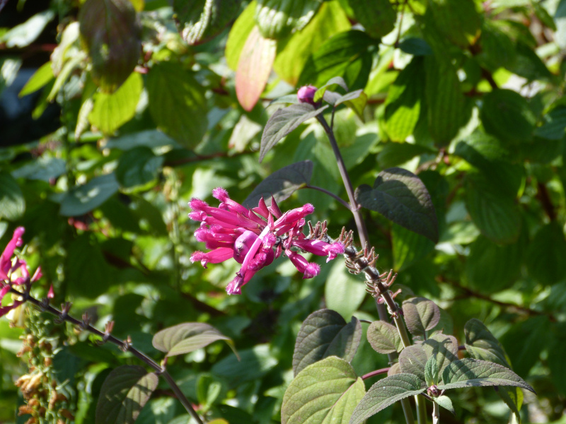 Salvia involucrata.JPG