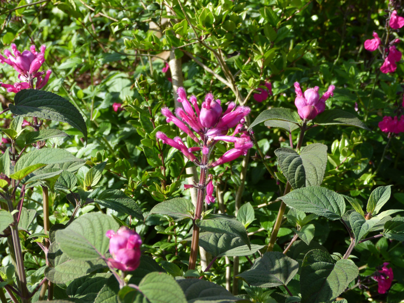 Salvia involucrata.JPG
