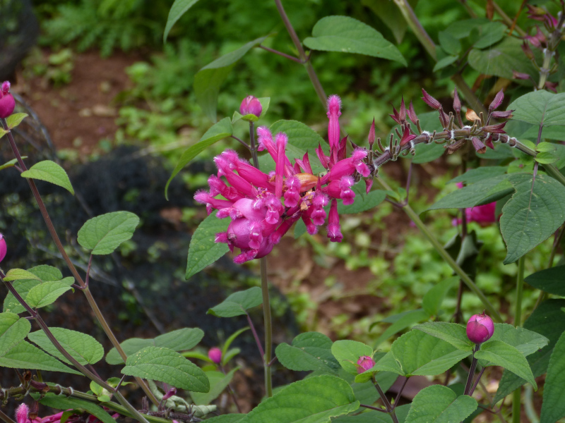 Salvia involuctra 1.JPG