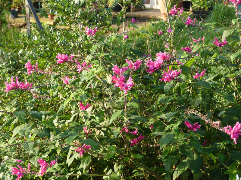 Salvia involuctra 3.JPG