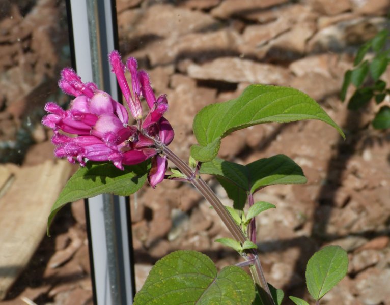 Salvia involuctra.JPG