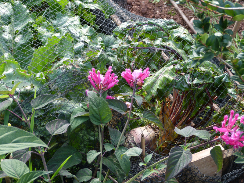 Salvia involuctra.JPG