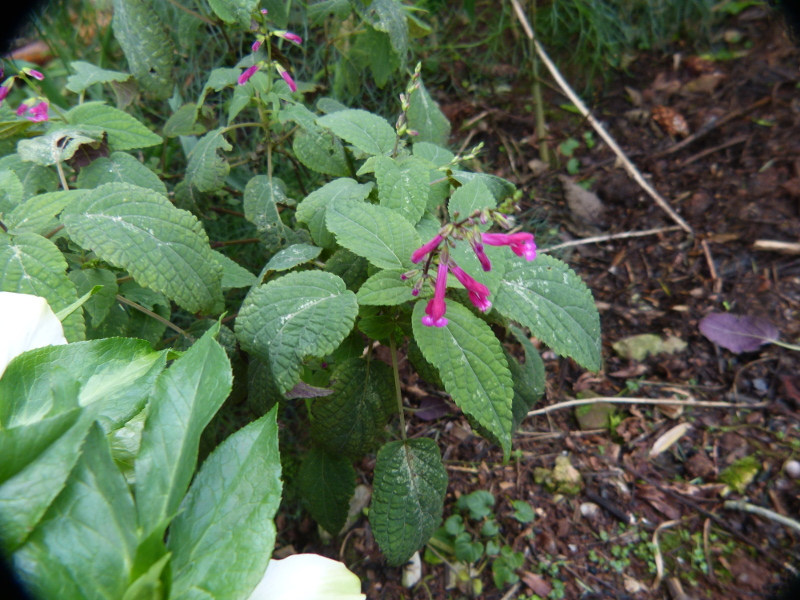 Salvia ionocalyx.JPG