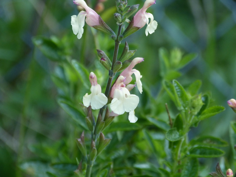 Salvia micodphylla hybrid.JPG