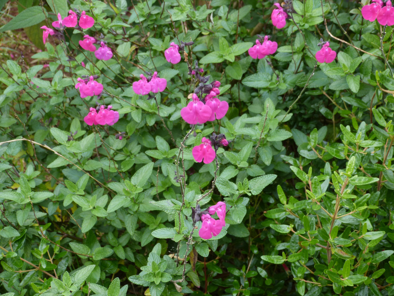 Salvia microphylla Cerro Potosi 1.JPG