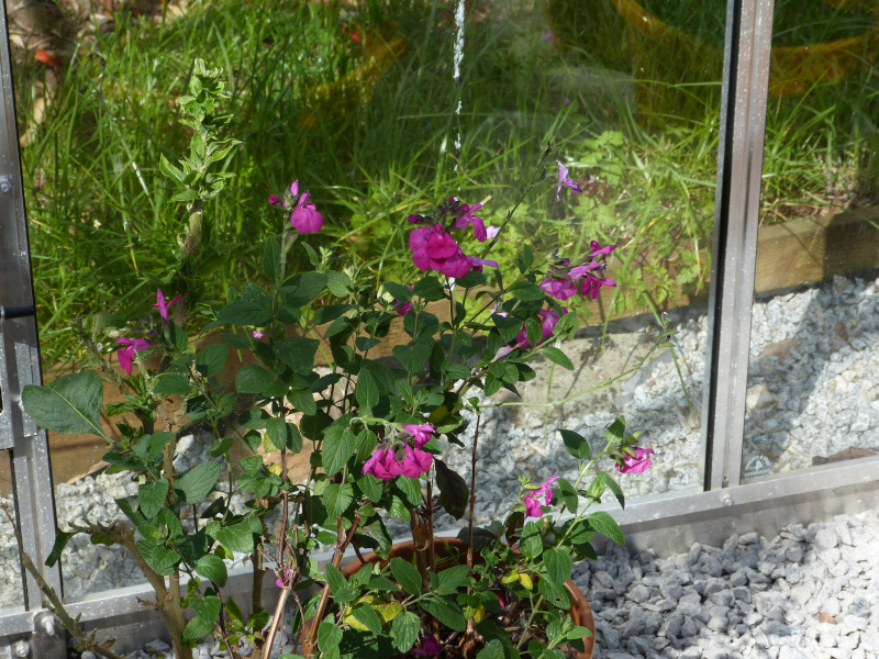 Salvia  microphylla Cerro Potosi.JPG