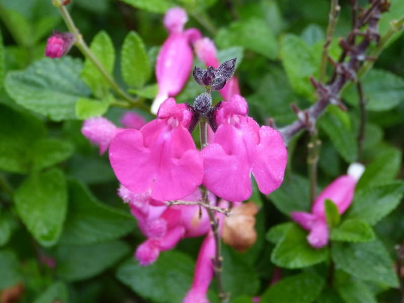 Salvia microphylla Cerro Potosi.JPG