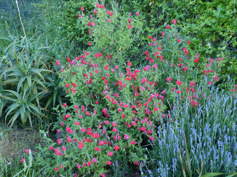 Salvia microphylla Kew Red 2.JPG