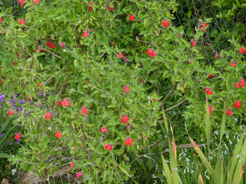 Salvia microphylla Kew Red.JPG