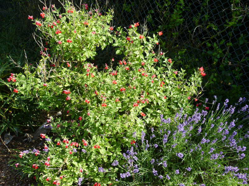 Salvia microphylla Kew Red.JPG