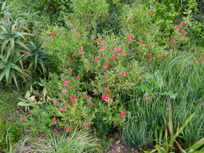 Salvia microphylla Kew Red.JPG