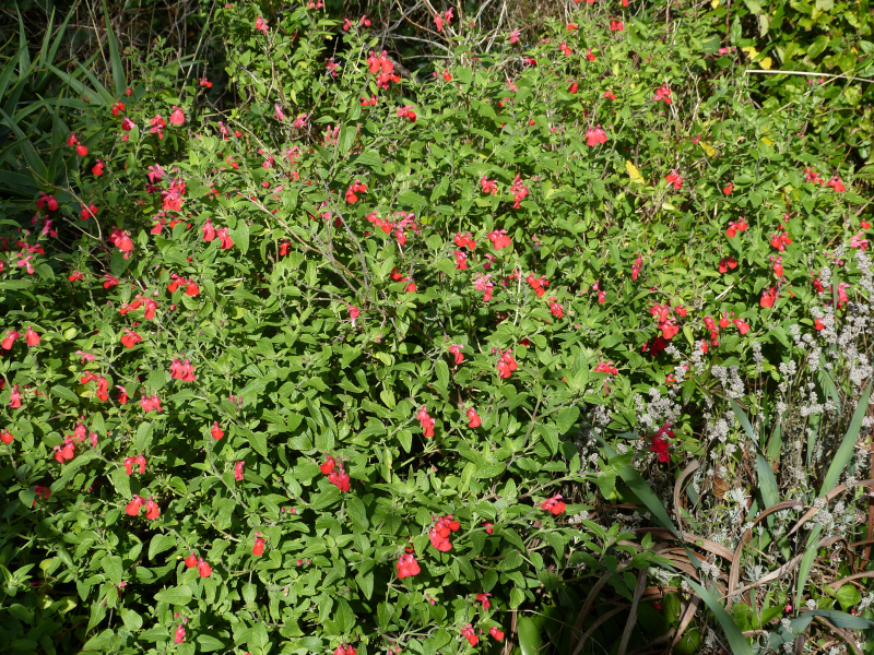 Salvia microphylla Kew Red.JPG