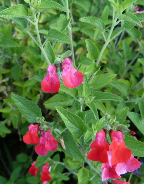 Salvia microphylla Kew Red2.JPG