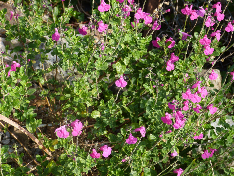 Salvia microphylla wislizeni 1.JPG