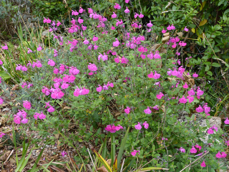 Salvia microphylla wislizeni 1.JPG