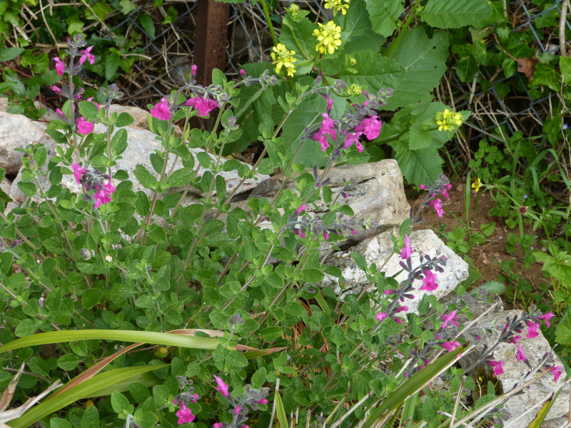 Salvia microphylla wislizeni.JPG