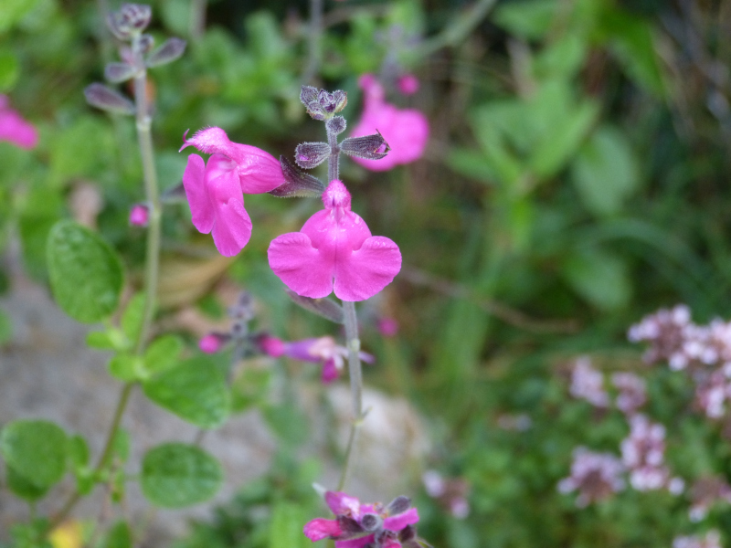 Salvia microphylla wislizeni.JPG