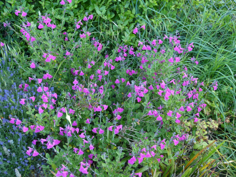 Salvia microphylla wislizeni.JPG