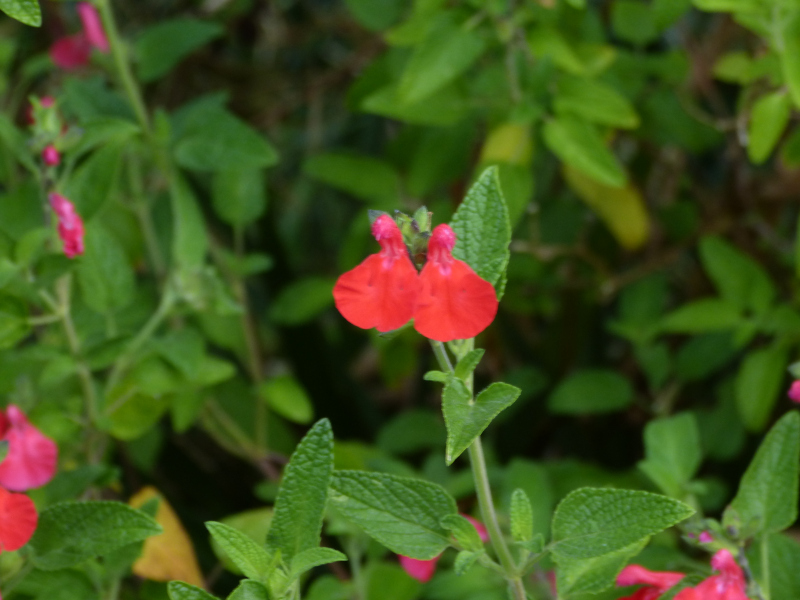 Salvia micrpphylla Kew Res 1.JPG