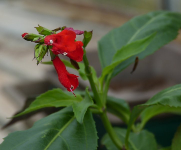 Salvia miniata 2.JPG