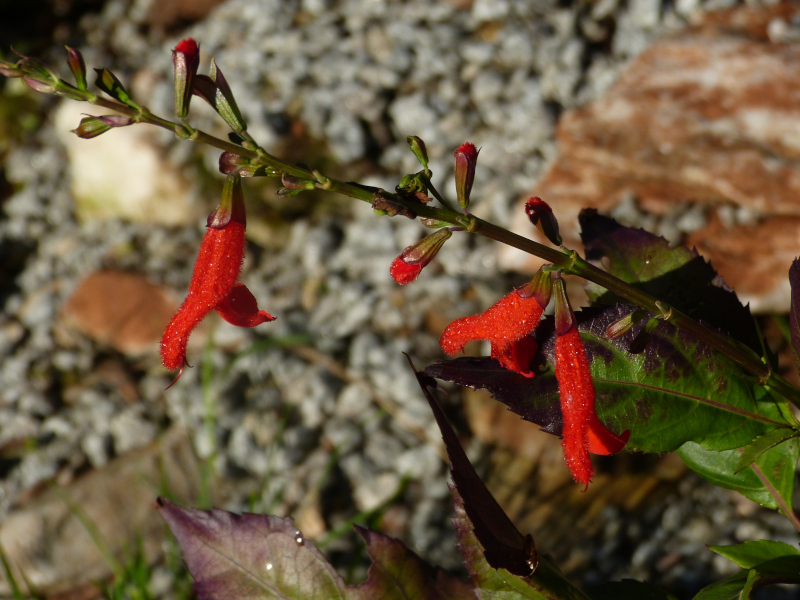 Salvia miniata.JPG