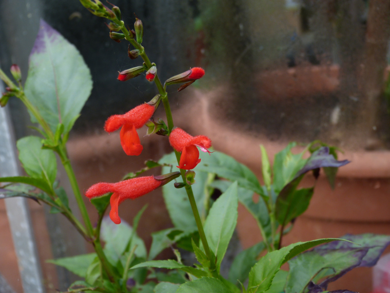 Salvia miniata.JPG