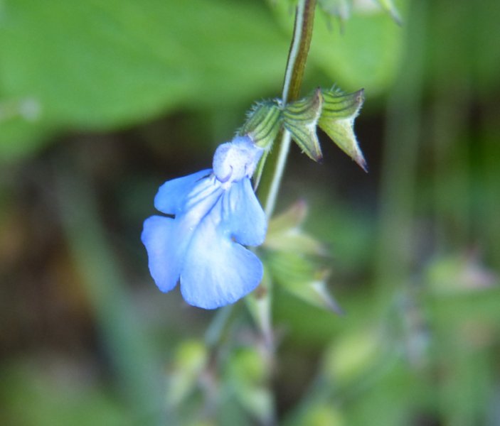 Salvia napifolia 2.JPG