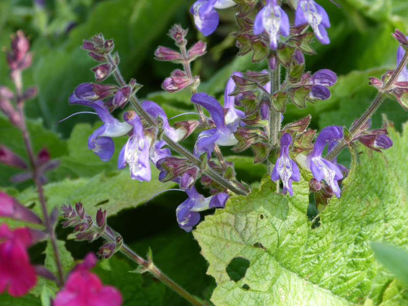 Salvia napifolia.JPG